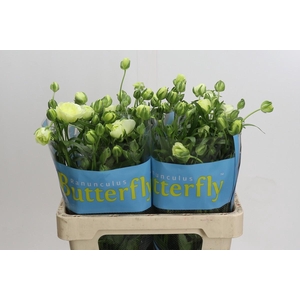 Ranunculus Butterfly Graces