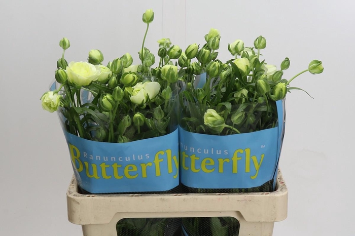 <h4>Ranunculus Butterfly Graces</h4>