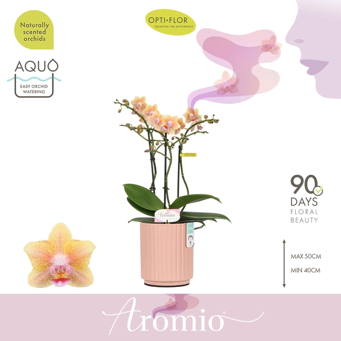 <h4>Aromio Spicy 3 spike in Molise Salmon Aquo</h4>