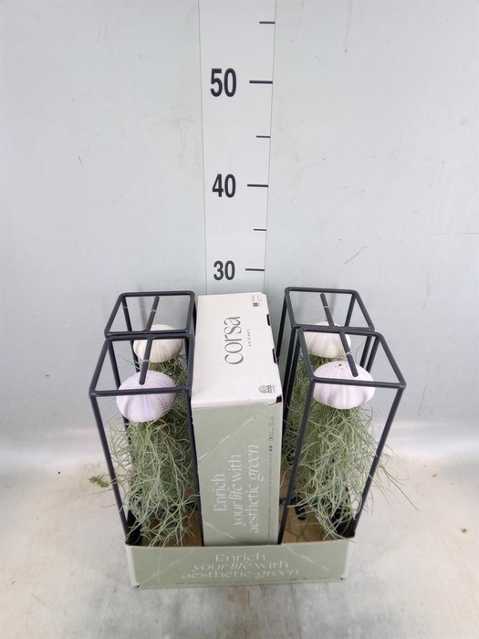 <h4>Arr. Tillandsia L%</h4>