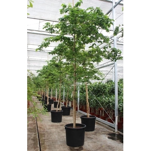 Bulnesia arborea
