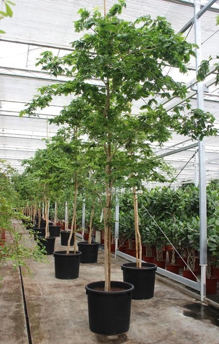 <h4>Bulnesia arborea</h4>