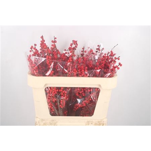 Ilex Verticilata Red Extra