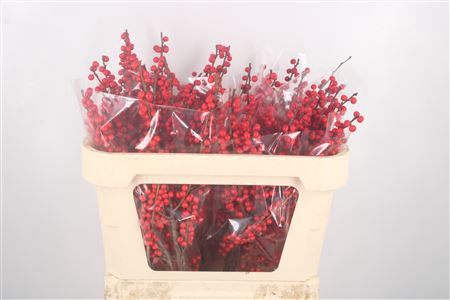 <h4>Ilex Verticilata Red Extra</h4>