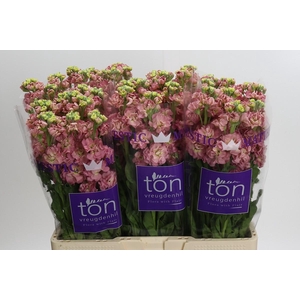 Matthiola incana StoX Antique Rose
