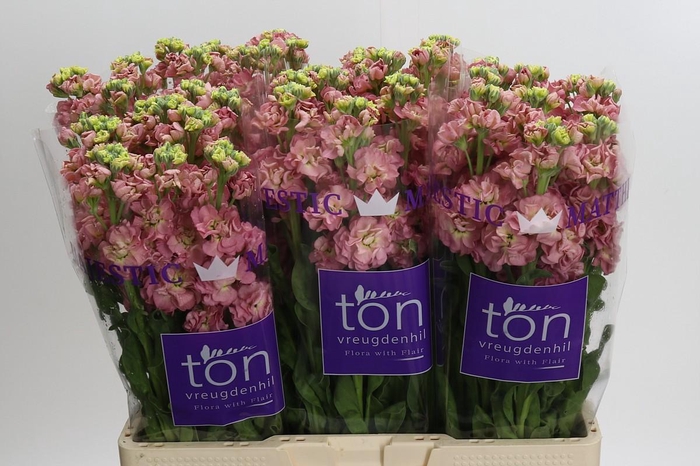 <h4>Matthiola incana StoX Antique Rose</h4>