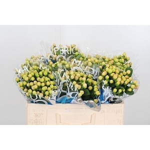 HYPER COCO GELATO HYP COCO GELATO