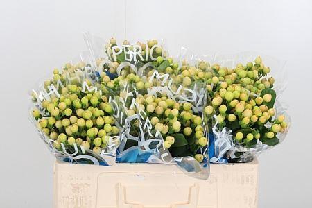 <h4>HYPER COCO GELATO HYP COCO GELATO</h4>