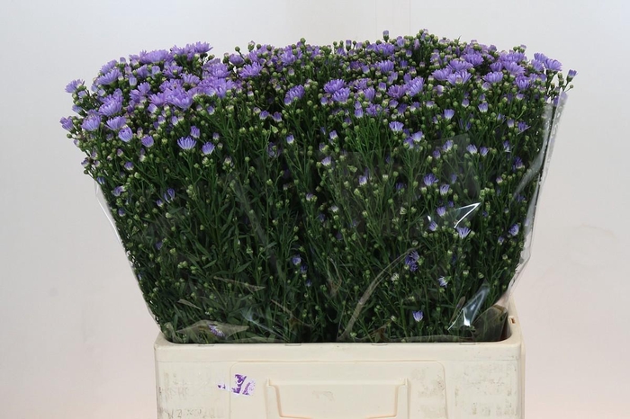 <h4>Aster Cassandra</h4>