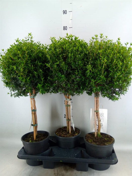 <h4>Myrtus communis</h4>