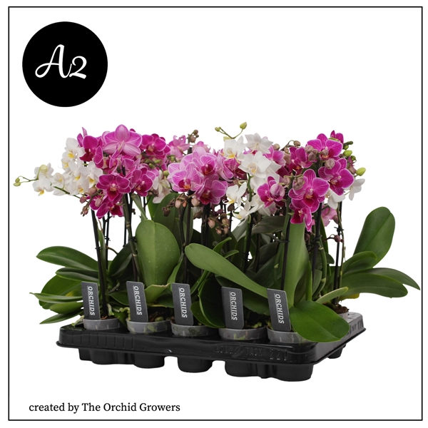 <h4>A2 Phal. Mix - 1 + 2 spike 7cm</h4>