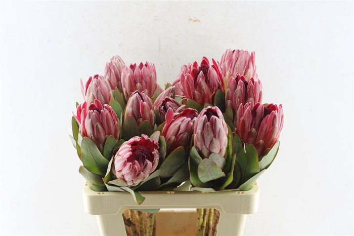 <h4>Protea Sharonet</h4>