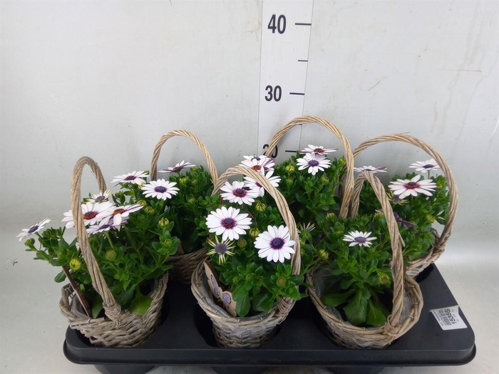 <h4>Arr.   Tuinplanten L%</h4>
