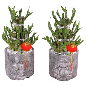 Lucky Bamboo 3 big in ø15 cm Concrete Silver Buddha