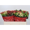 Hypericum Rainbow Romance