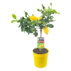 Citrus lemon