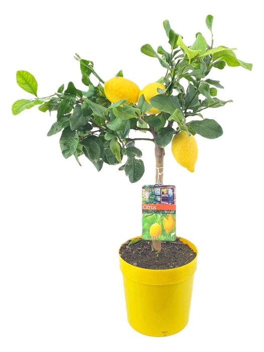 <h4>Citrus lemon</h4>