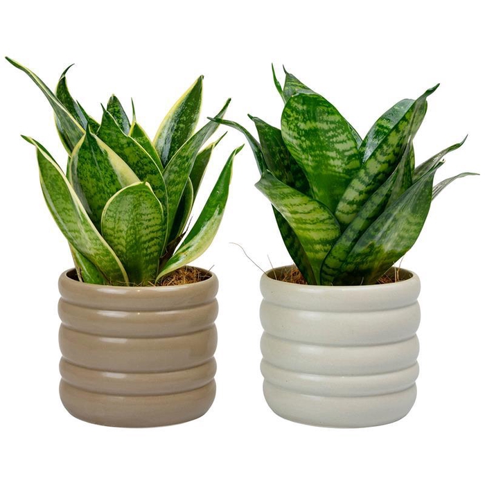 <h4>SANSEVIERIA TRIFASCIATA</h4>