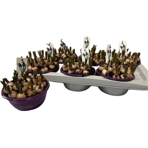 Muscari Armeniacum 16Ø 15cm