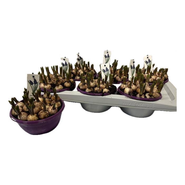 <h4>Muscari Armeniacum 16Ø 15cm</h4>