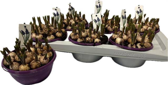 Muscari Armeniacum 16Ø 15cm