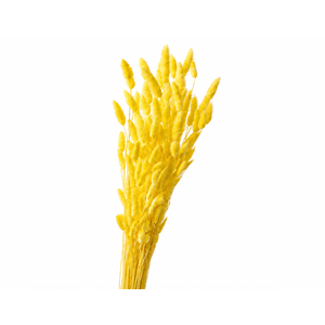 Dried Bleached Lagurus Yellow 100gr