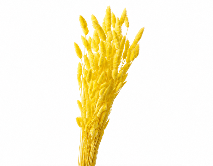 <h4>Dried Bleached Lagurus Yellow 100gr</h4>