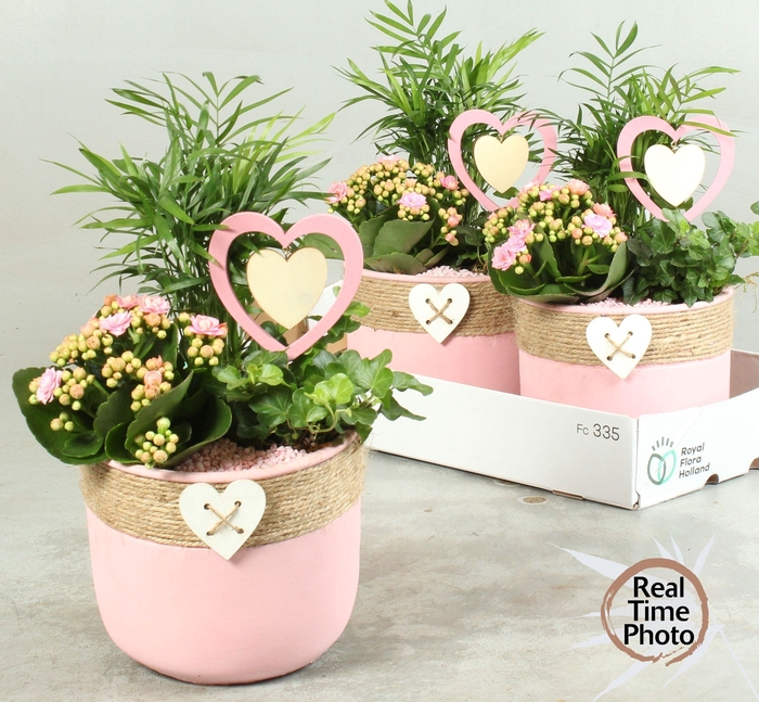 <h4>ARR KAMERPL</h4>