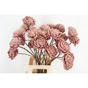 Stick Shola ArtichokeØ12 O.Pnk