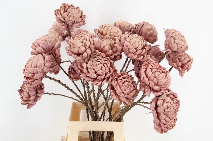 <h4>Stick Shola ArtichokeØ12 O.Pnk</h4>