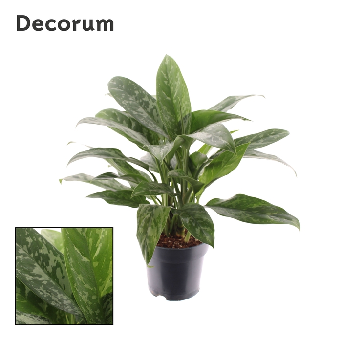 <h4>Aglaonema Green Lady</h4>