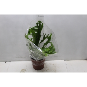 ASPLENIUM CRISSIE P17