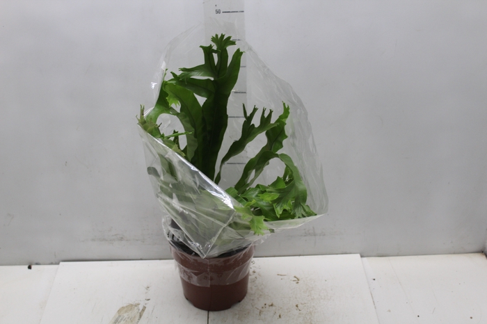 <h4>ASPLENIUM CRISSIE P17</h4>