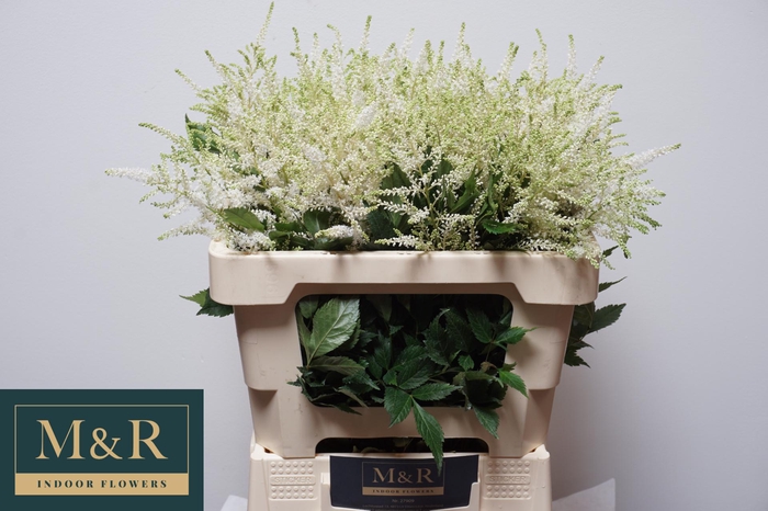 <h4>ASTIL JA WASHINGTON</h4>