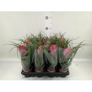 Tillandsia cyanea 'Anita'