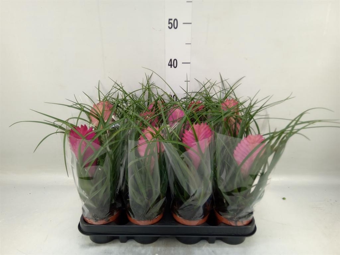 <h4>Tillandsia cyanea 'Anita'</h4>