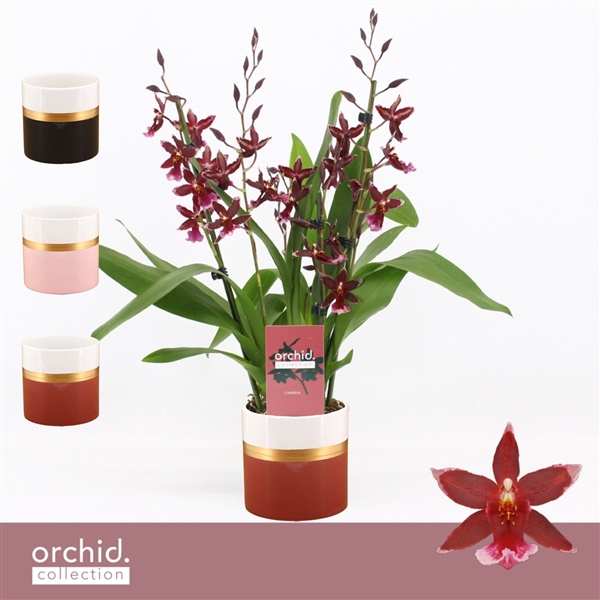 <h4>xBurrageara Barrocco Red</h4>