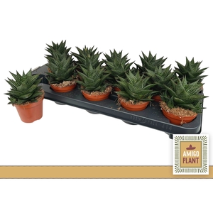 HAWO LIMIFOLIA