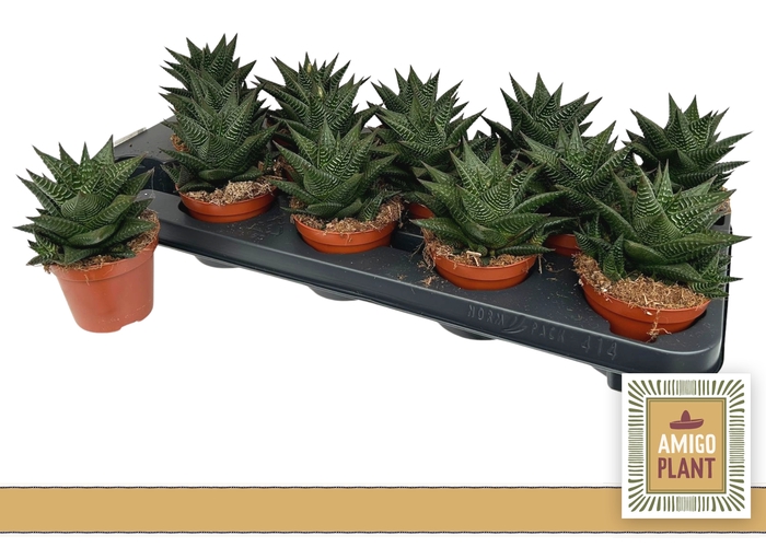 <h4>HAWO LIMIFOLIA</h4>