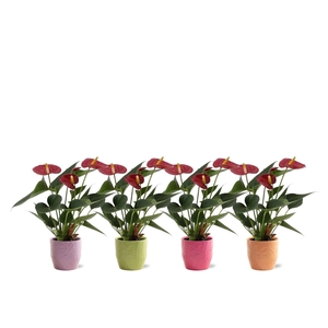 Anthurium 7 cm Diamond Red in Casablanca ceramics