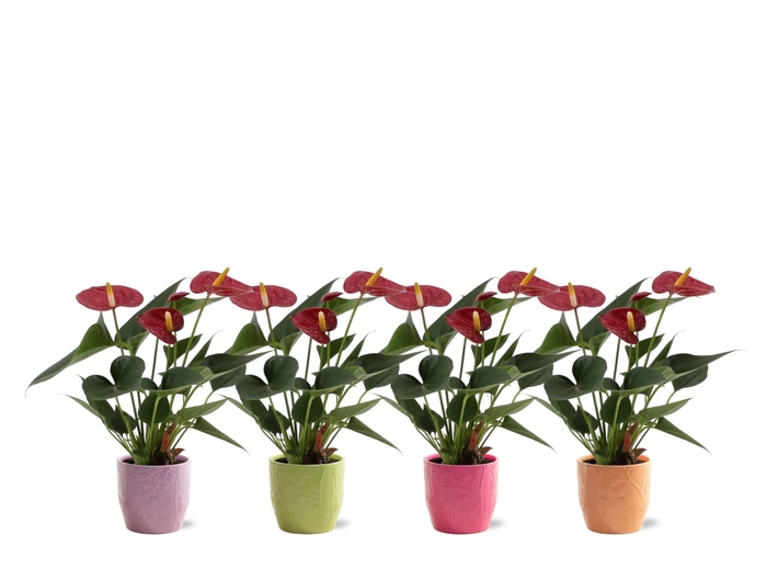 <h4>Anthurium 7 cm Diamond Red in Casablanca ceramics</h4>