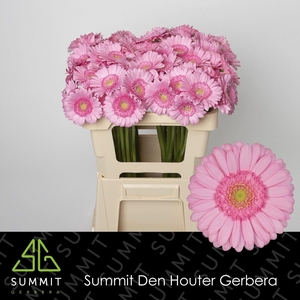 GERBERA MI 'KIMSEY'