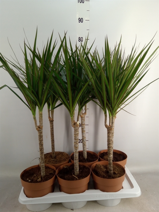 <h4>Dracaena marg.</h4>