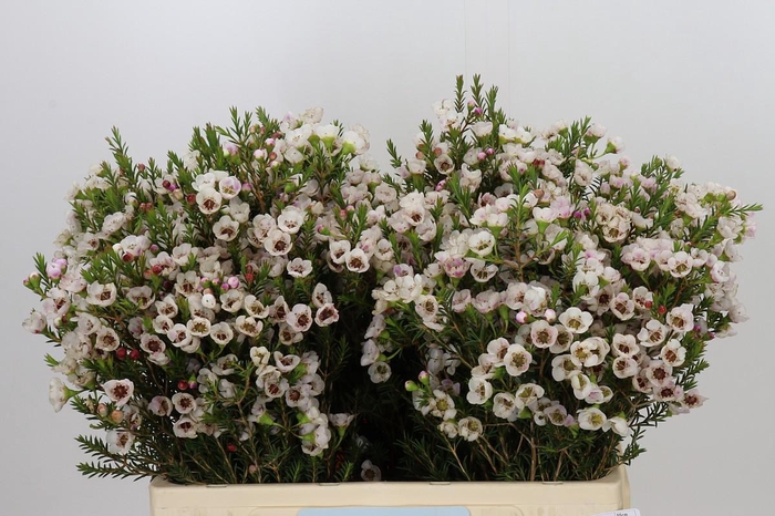 <h4>Chamelaucium Moonlight Delight</h4>