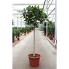 Ficus Benghalensis