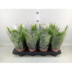 Nephrolepis exal. 'Green Lady'