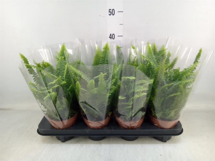 <h4>Nephrolepis exal. 'Green Lady'</h4>