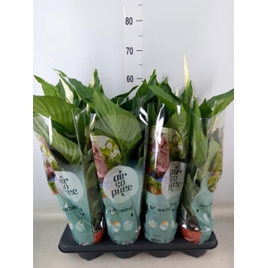 Spathiphyllum  'Sweet Ricardo'