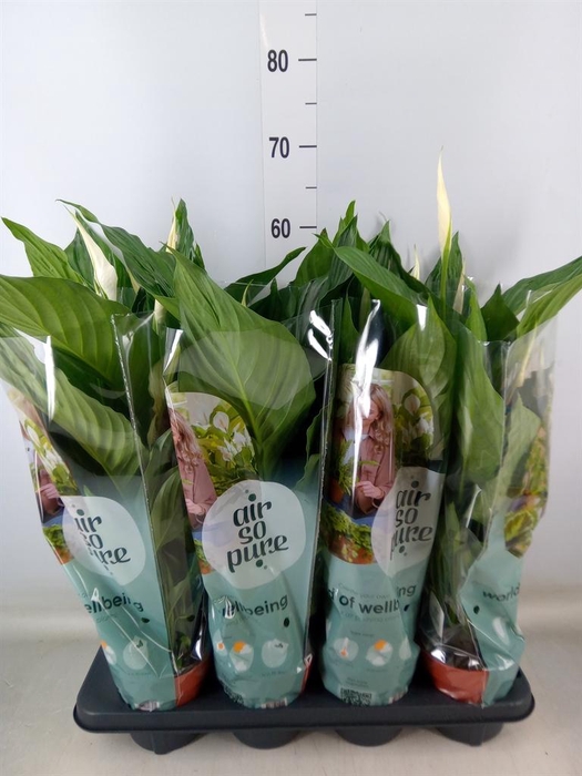 <h4>Spathiphyllum  'Sweet Ricardo'</h4>