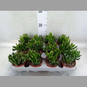 Crassula ovata 'Gollum'